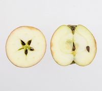 Karen Hanses æble 1